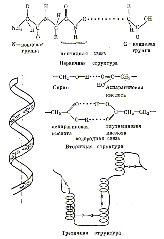 Первичная, вторичная и третичная структуры белка