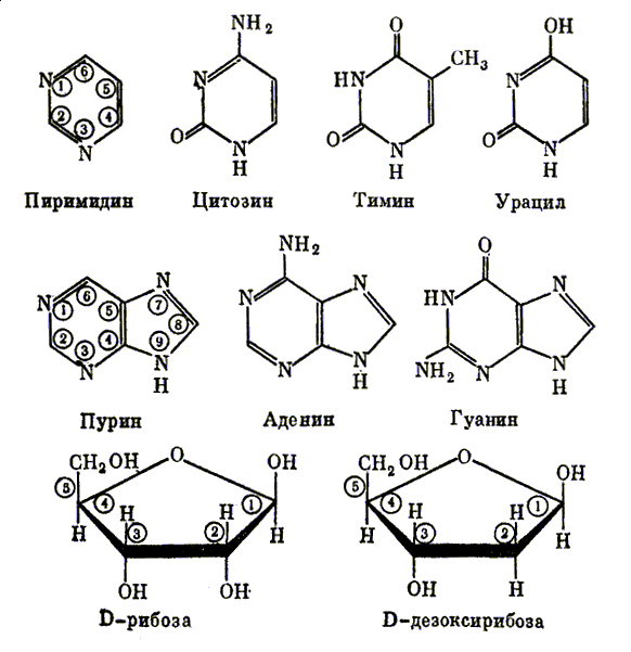 Главные составляющие нуклеиновых кислот