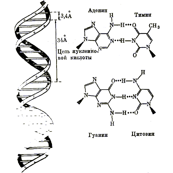Двойная спираль молекулы ДНК
